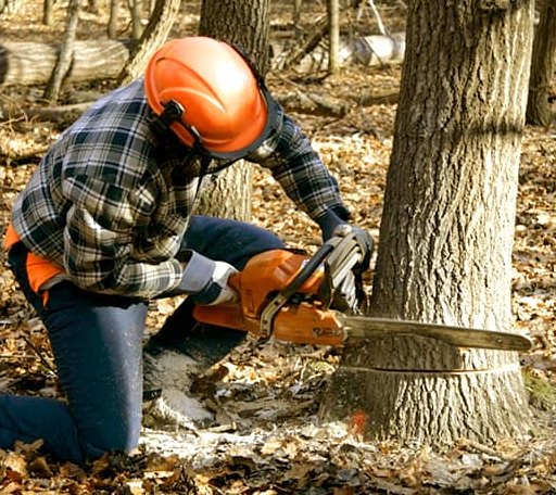 Tree Removal in Pray, MT